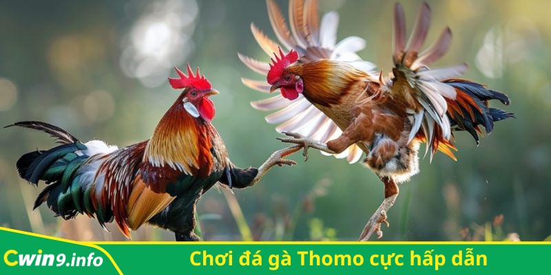 Chơi đá gà Thomo cực hấp dẫn, mới lạ