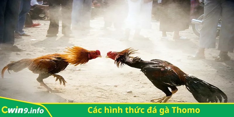 Có nhiều hình thức đá gà Thomo để người chơi lựa chọn