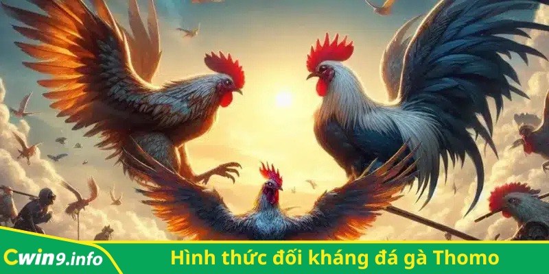 Đá gà Thomo - Hình thức đối kháng truyền thống phổ biến